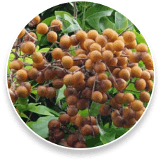 ProstaPure Ingredients